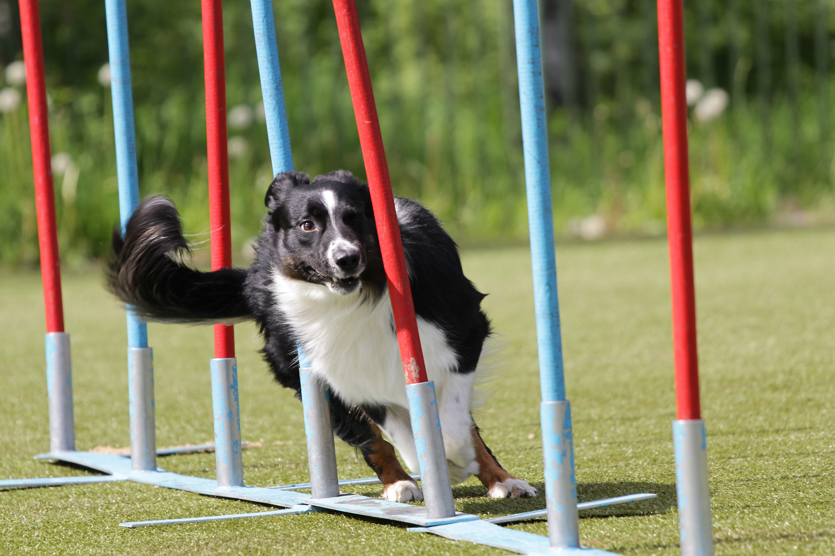 dog agility training