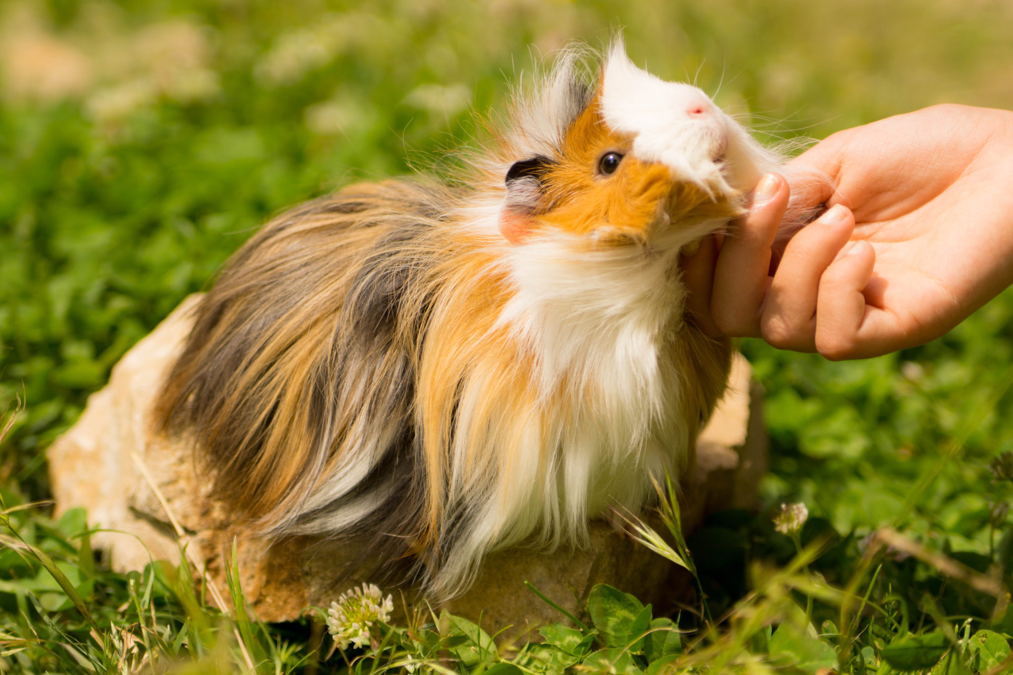 Grooming a guinea store pig