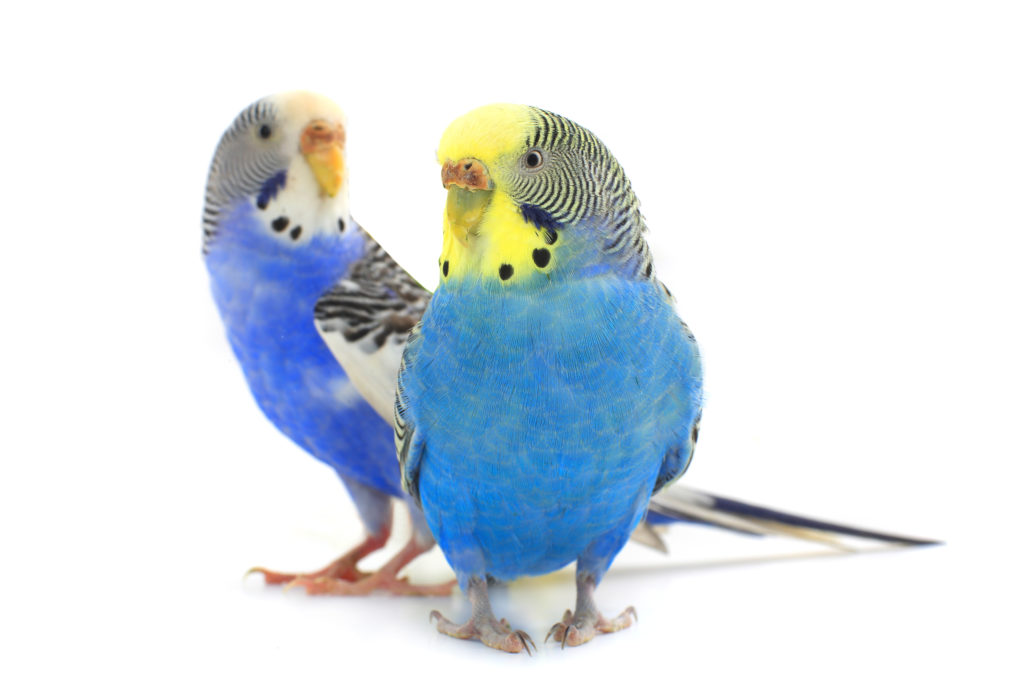 Budgies – do you want to breed them? | zooplus Magazine