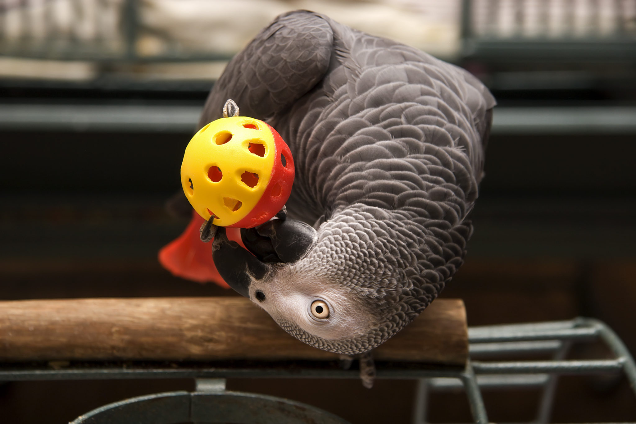 African grey puzzle store toys