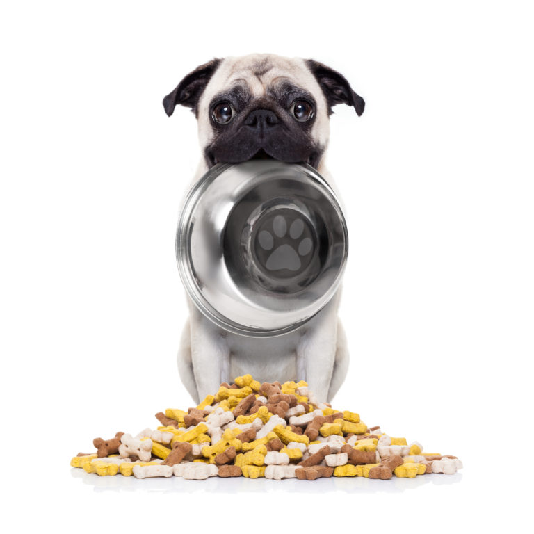 how to feed pug puppy