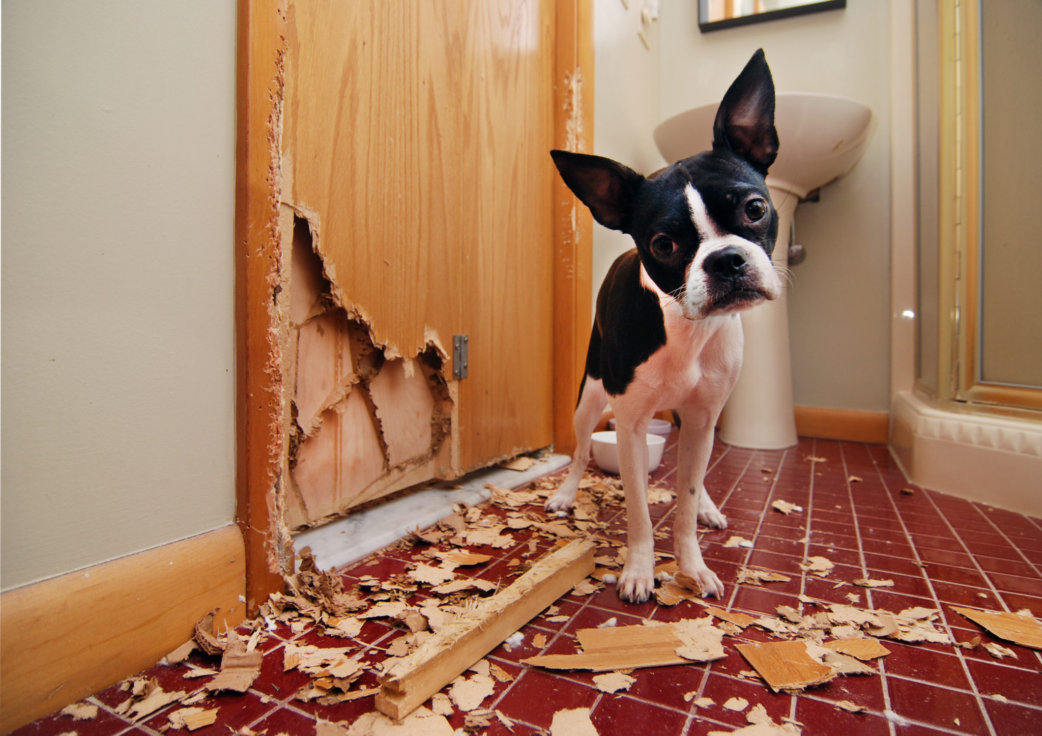 why dogs tear things up