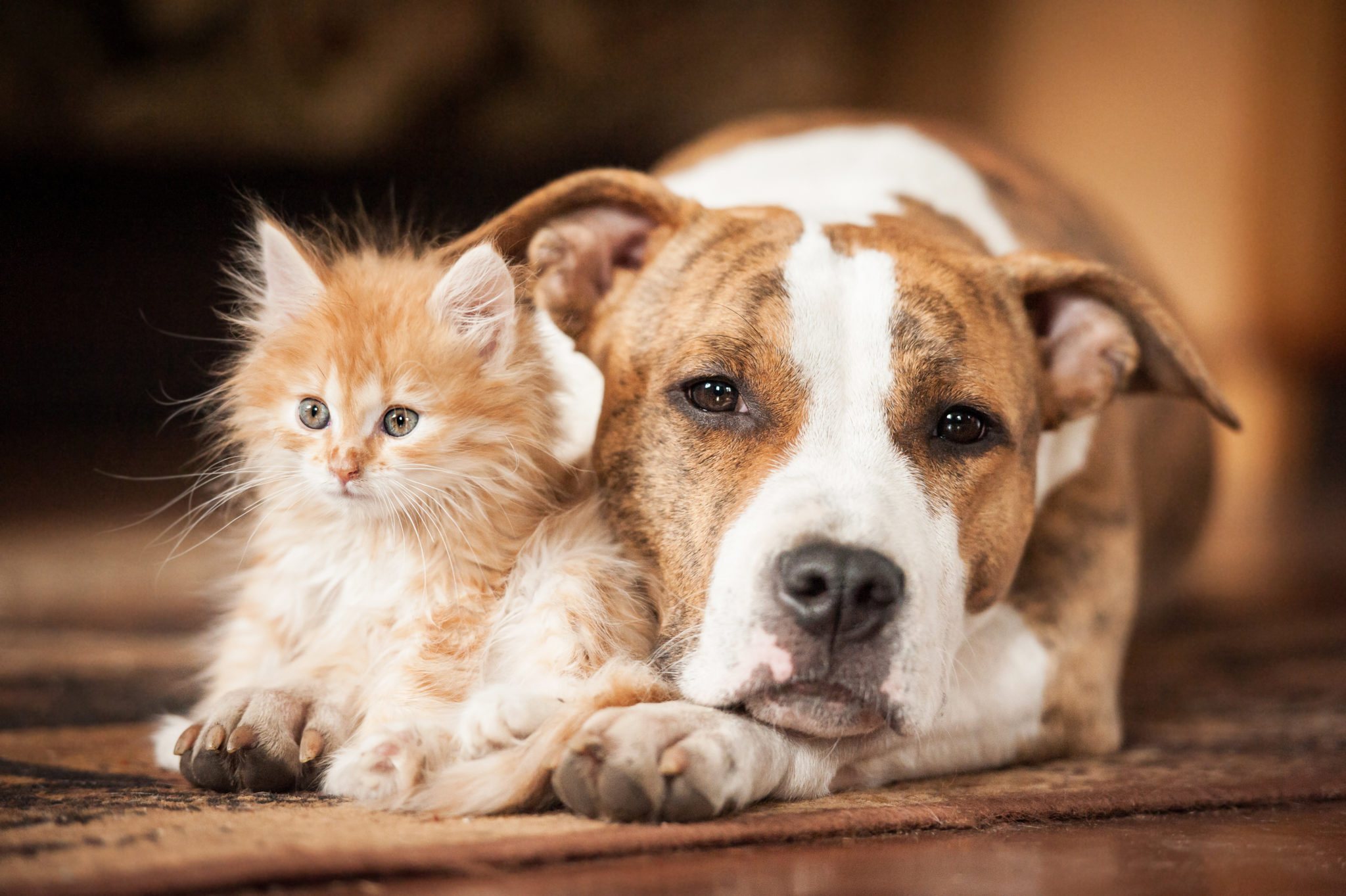 Cats and Dogs Cohabitation