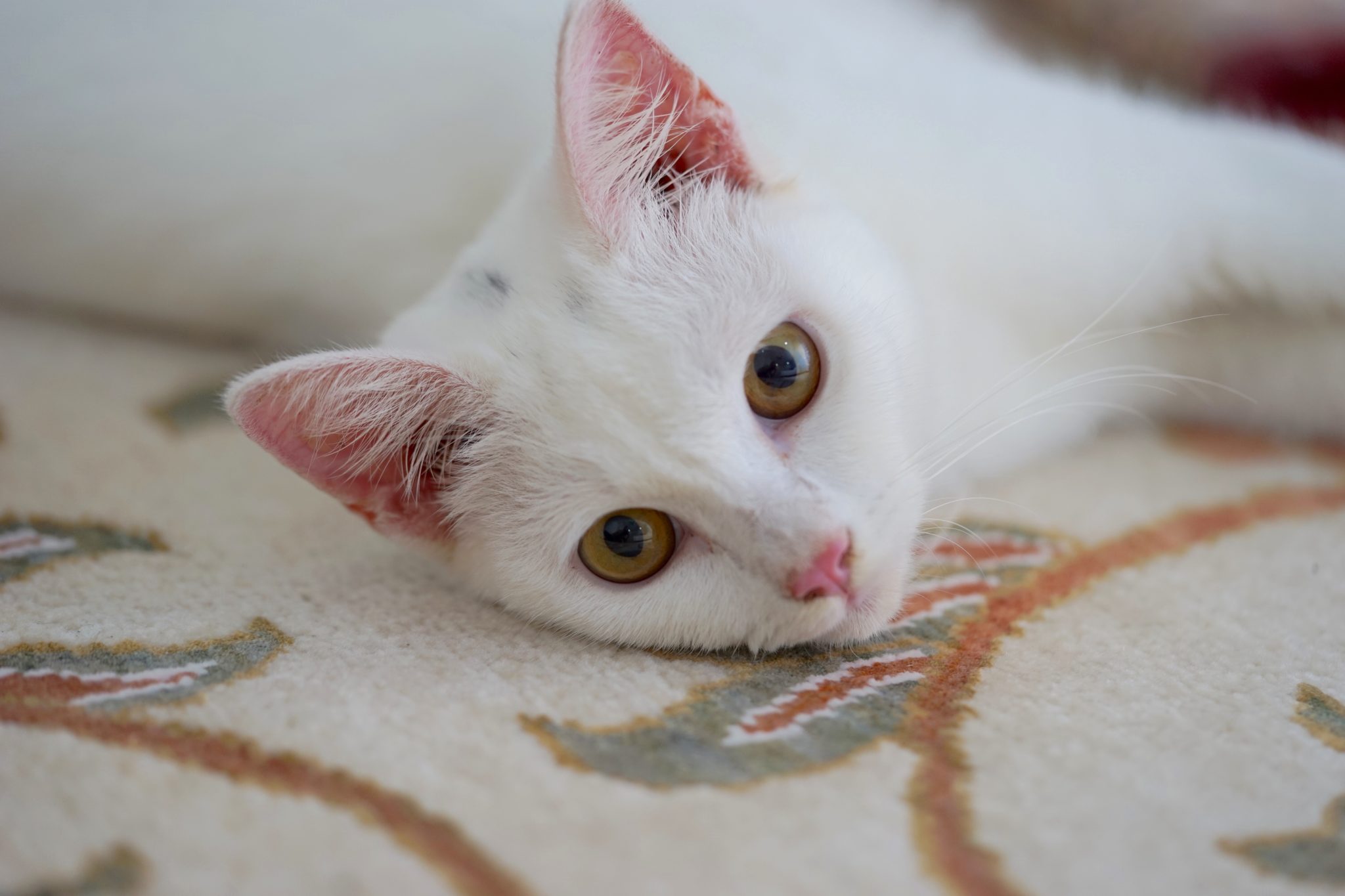 A young white turkish angora with yellow breed cat