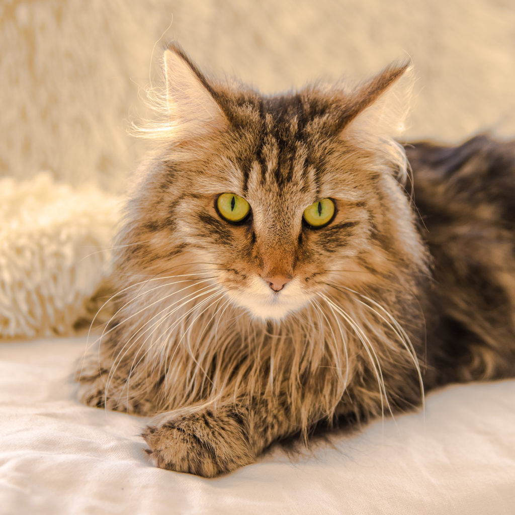 Norwegian Forest Cat Zooplus Magazine