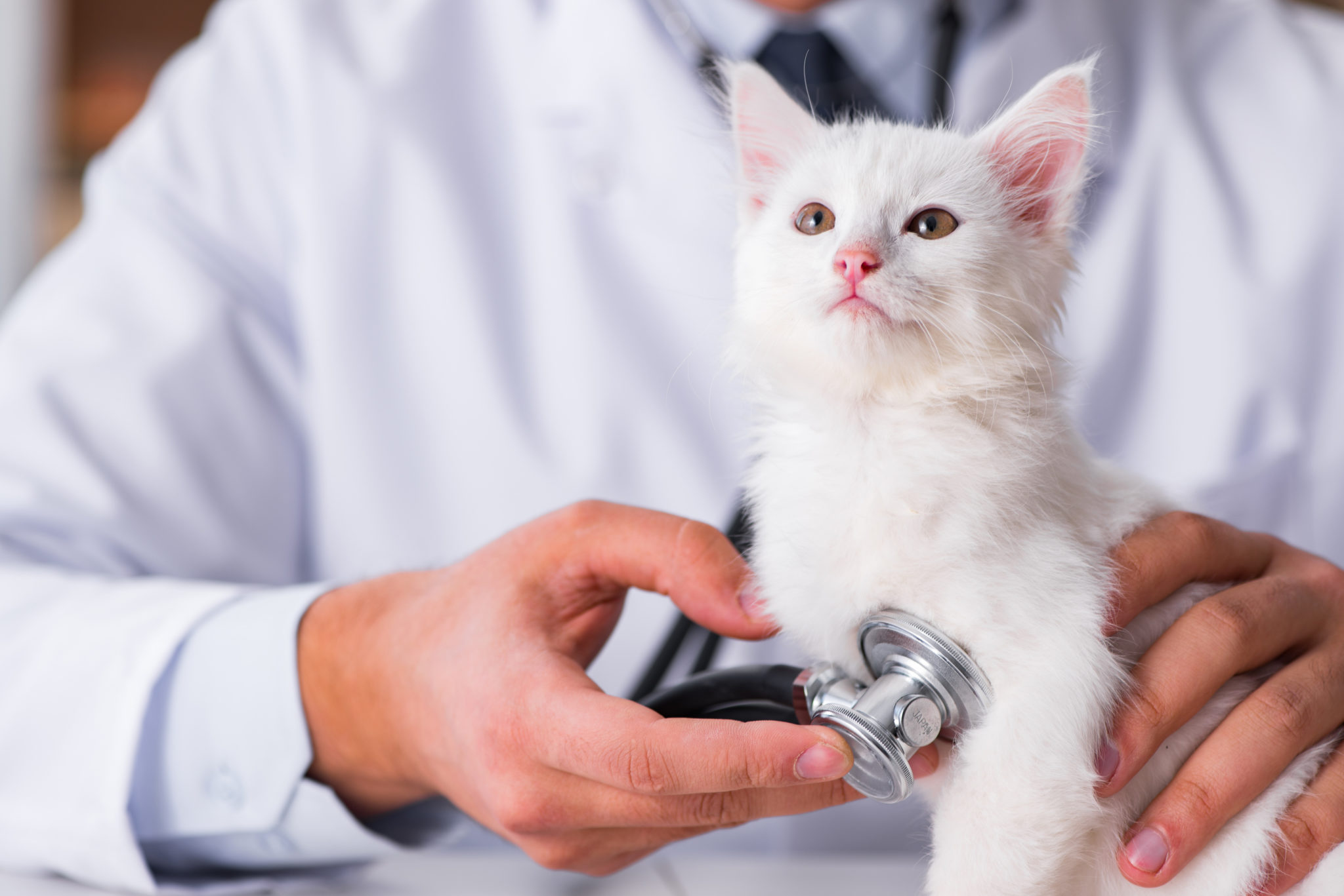 how much does a first vet visit cost cat