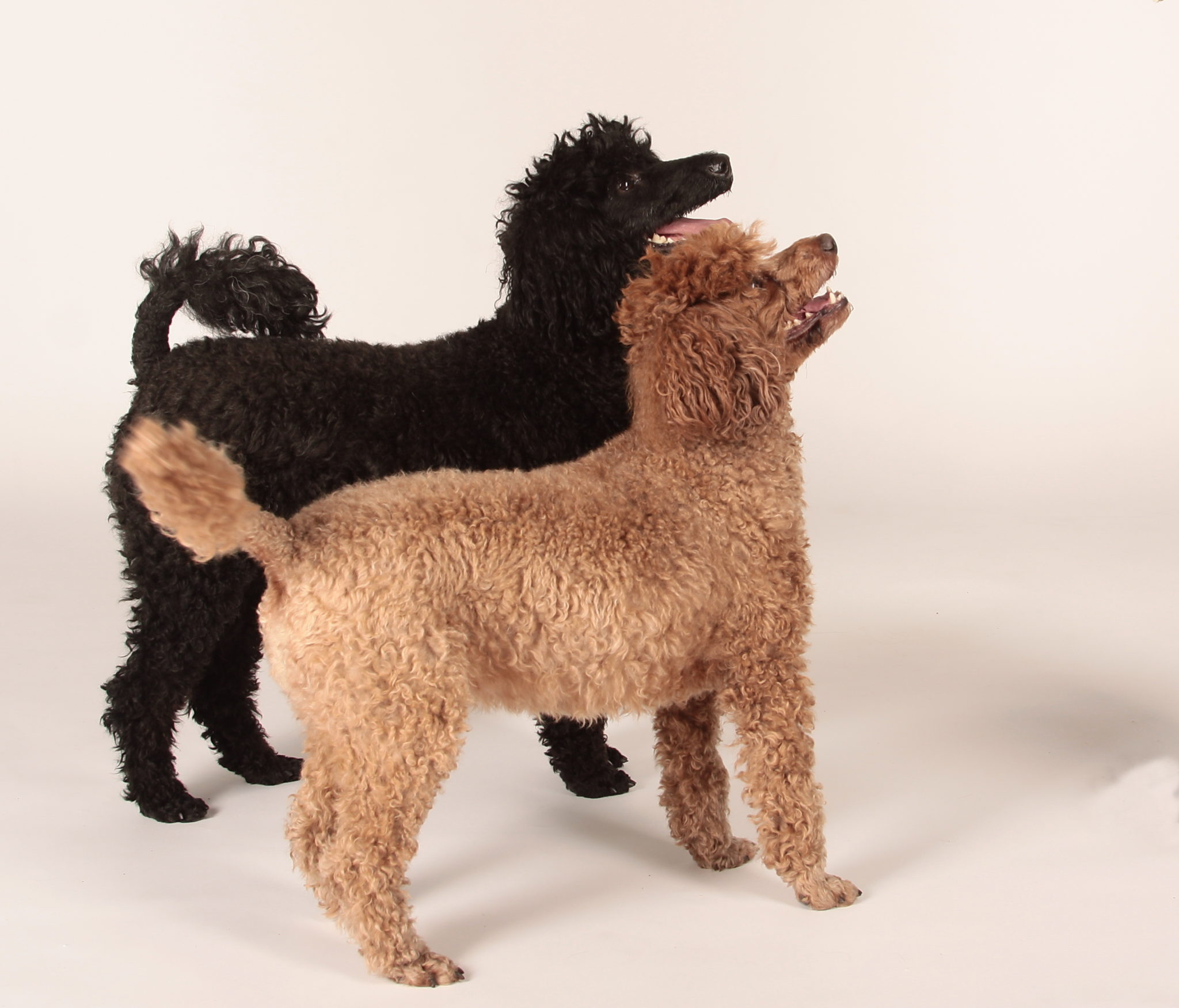 how much does a toy poodle weigh
