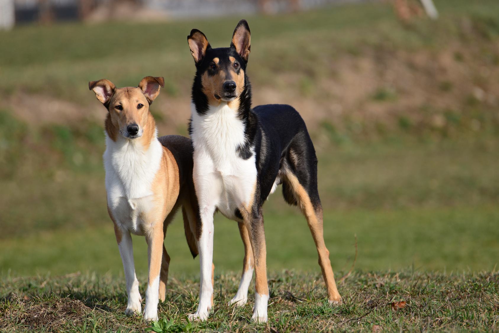 Pair of Smooth Collies