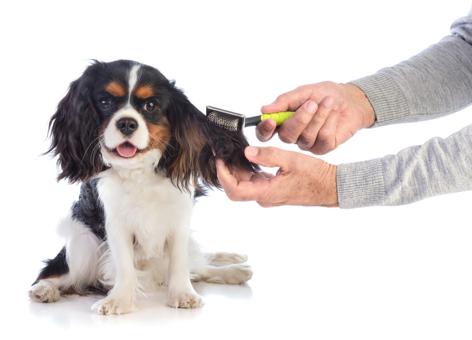 cavalier king charles grooming and care
