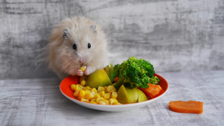 Green Food for Rodents - zooplus Magazine