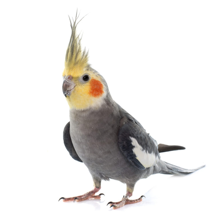cocktail bird