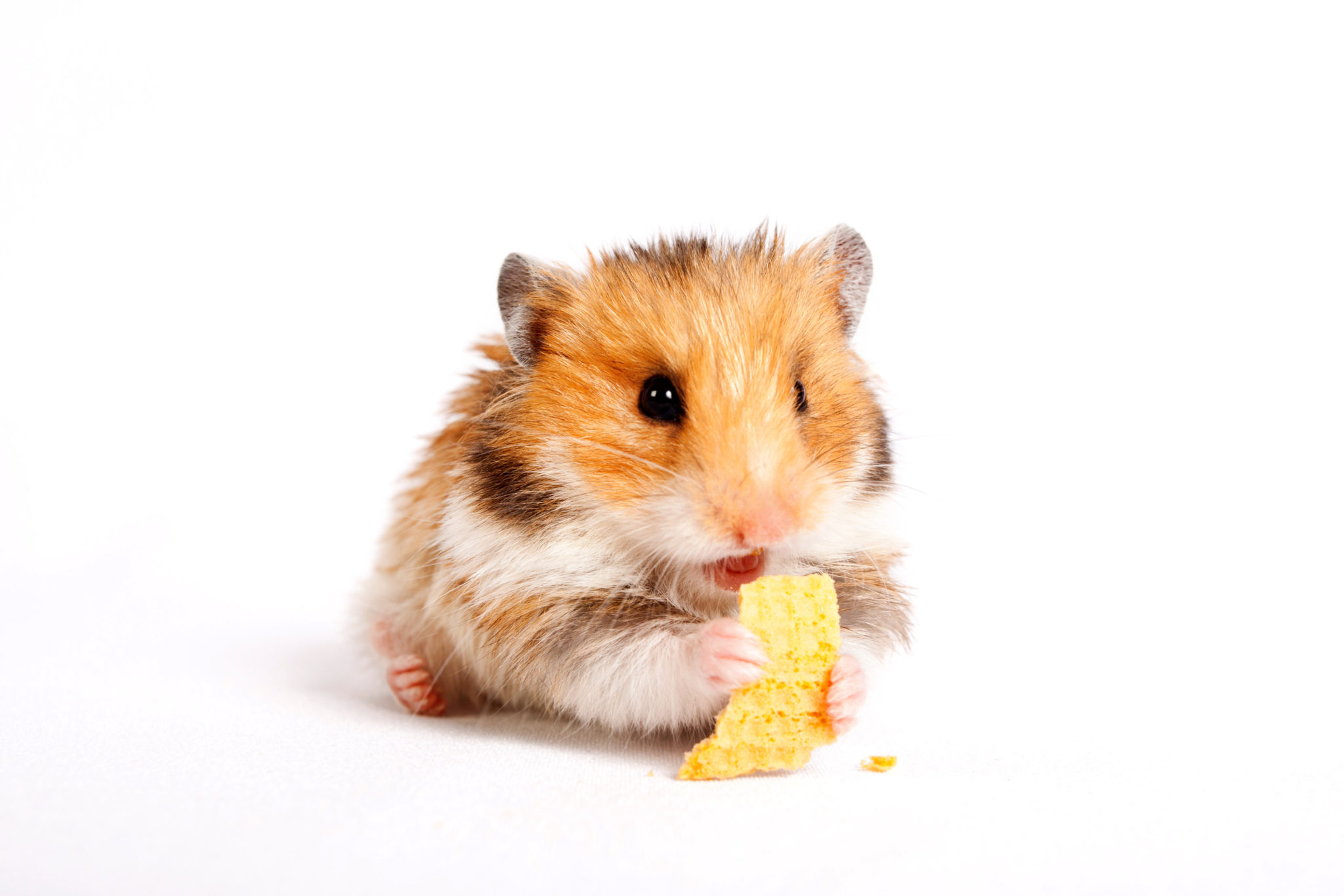 fat hamsters eating cookies