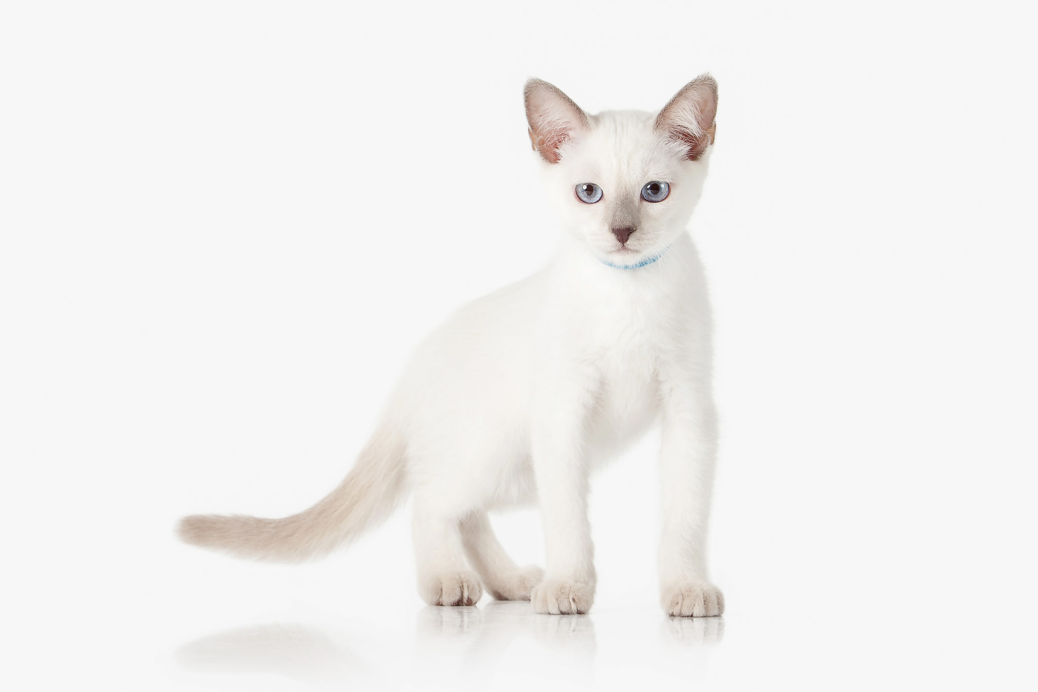 pointed cat breeds
