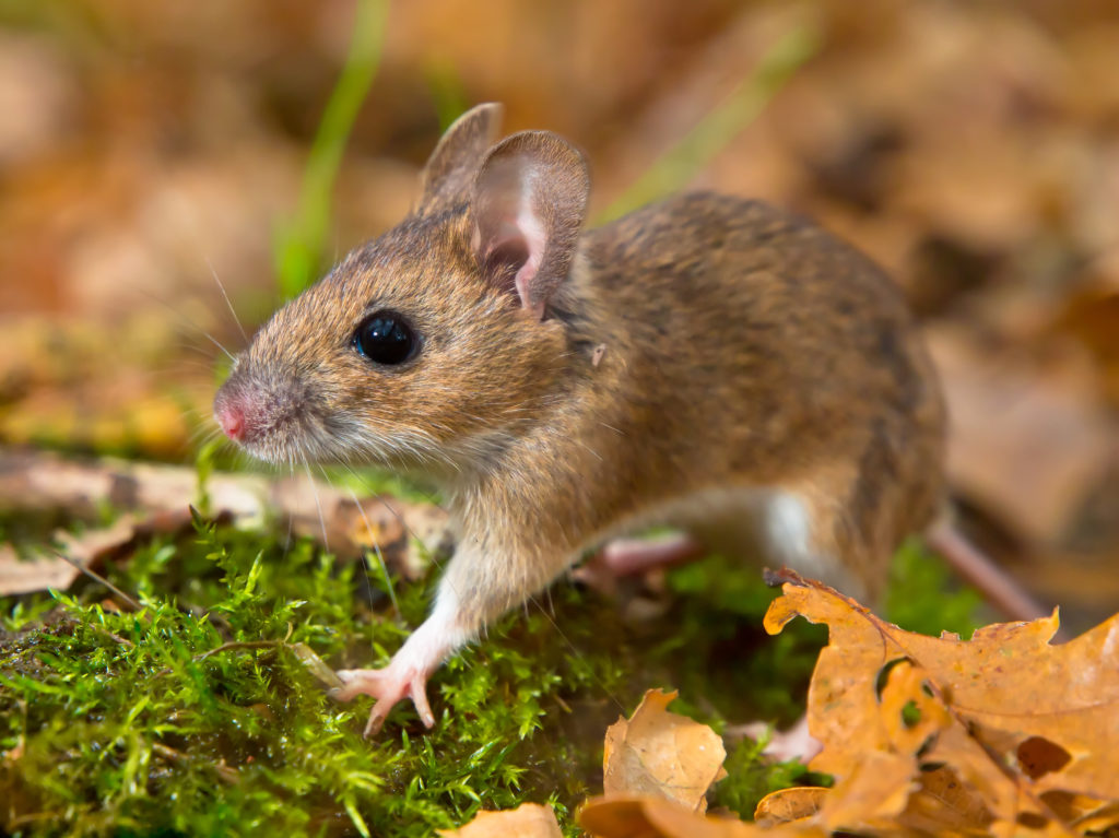 Yellow Necked Mouse - zooplus Magazine