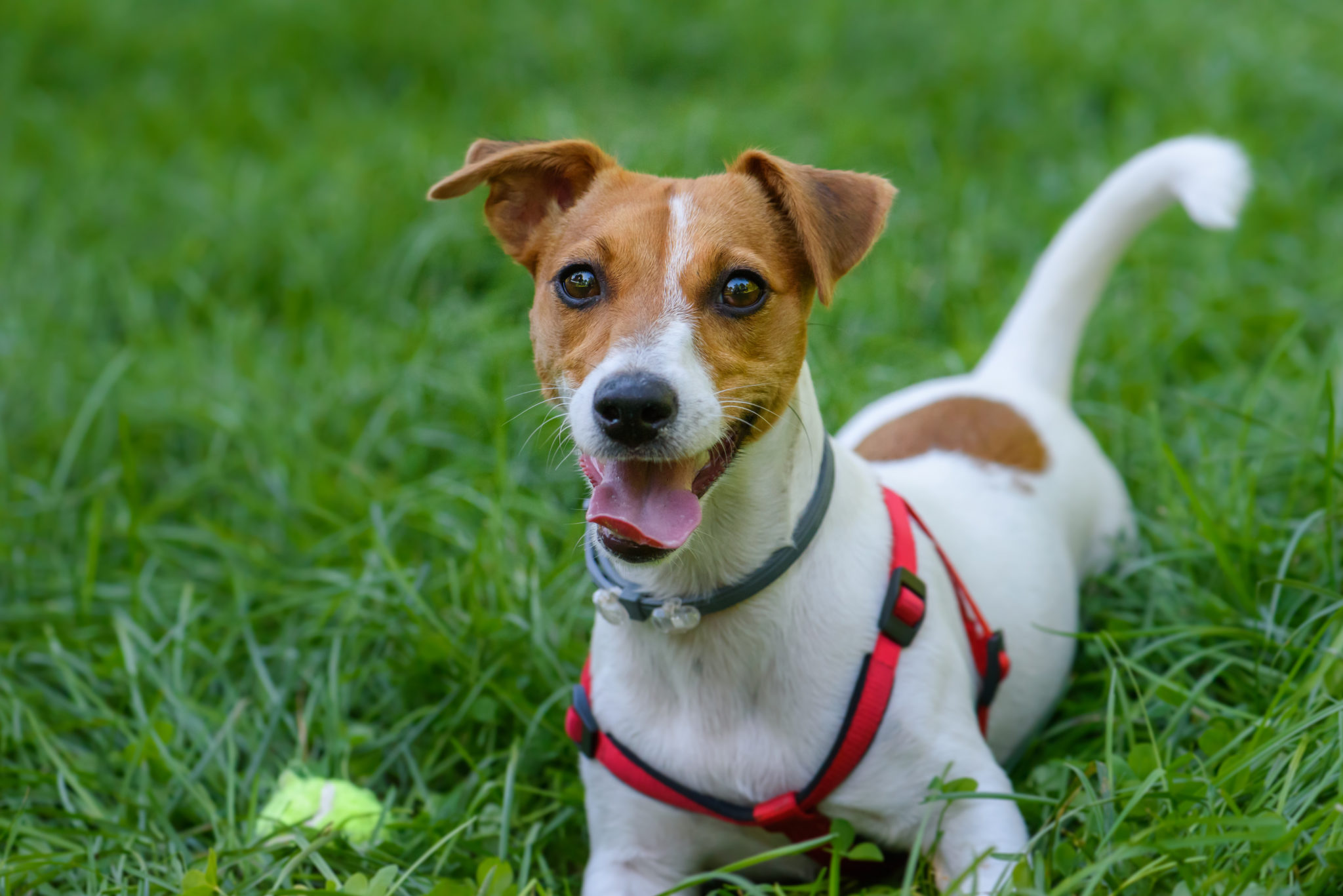 Cute and Happy Jack Russell Terrier