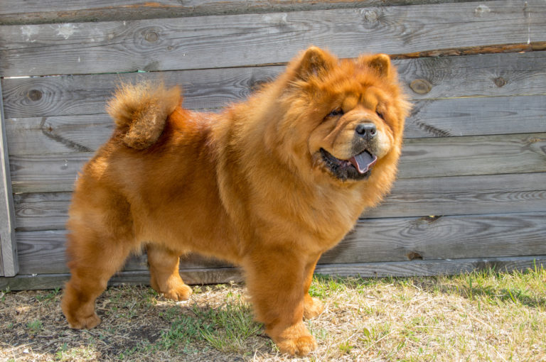 chow chow lion dog breed