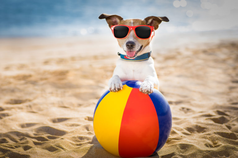 summer accessories and toys for dogs