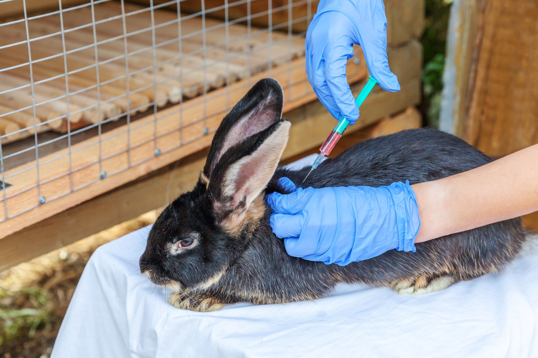 Rabbit getting vaccinated
