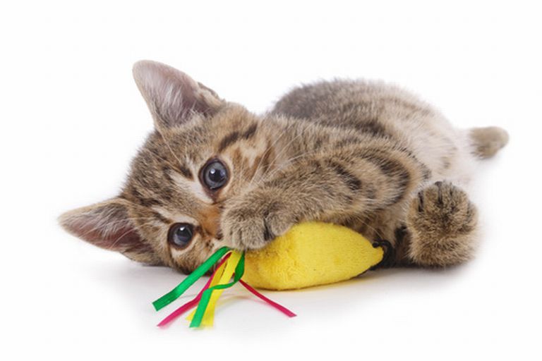 Playing with Indoor Cats | zooplus Magazine