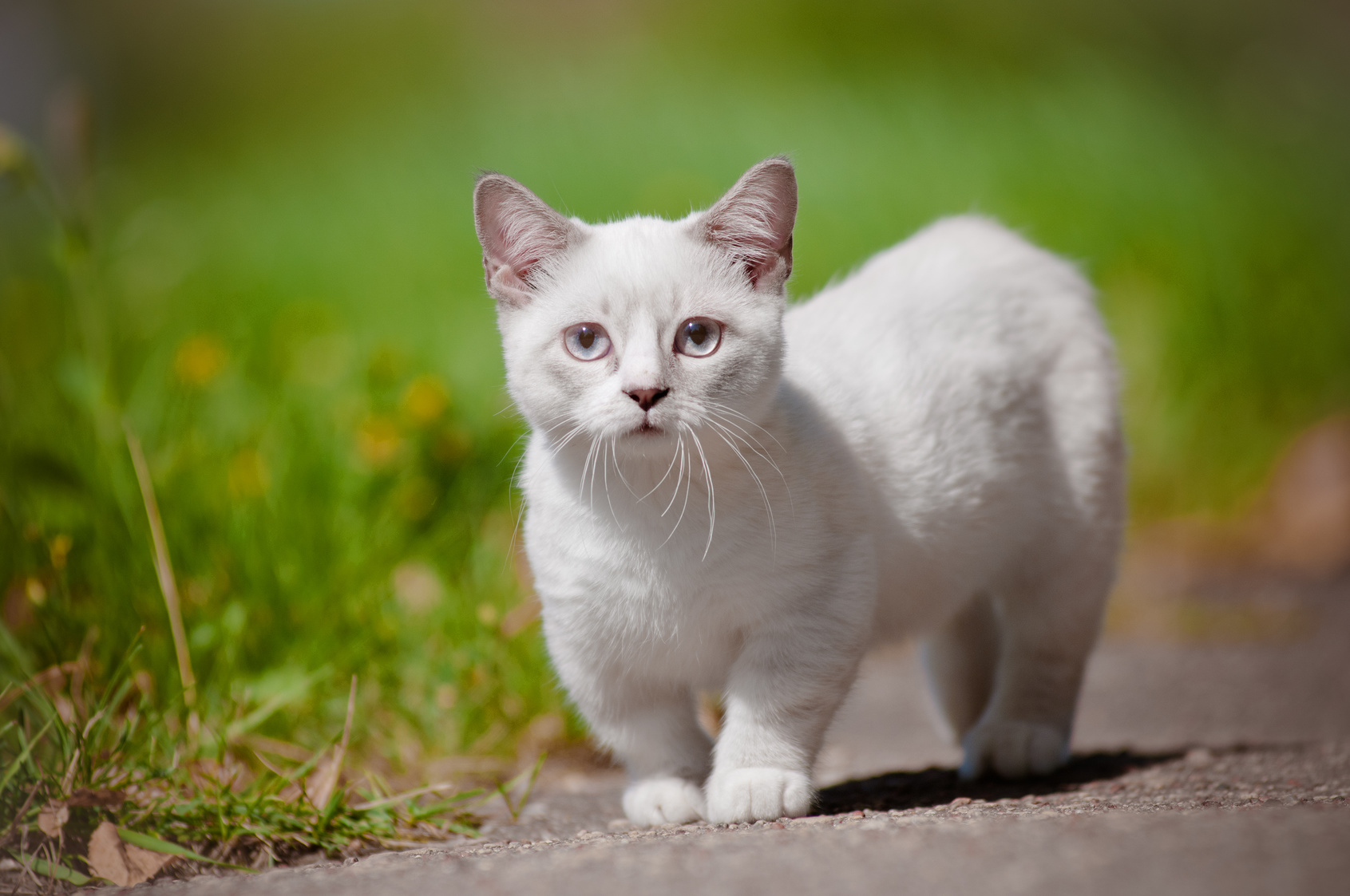 white munchkin kitten