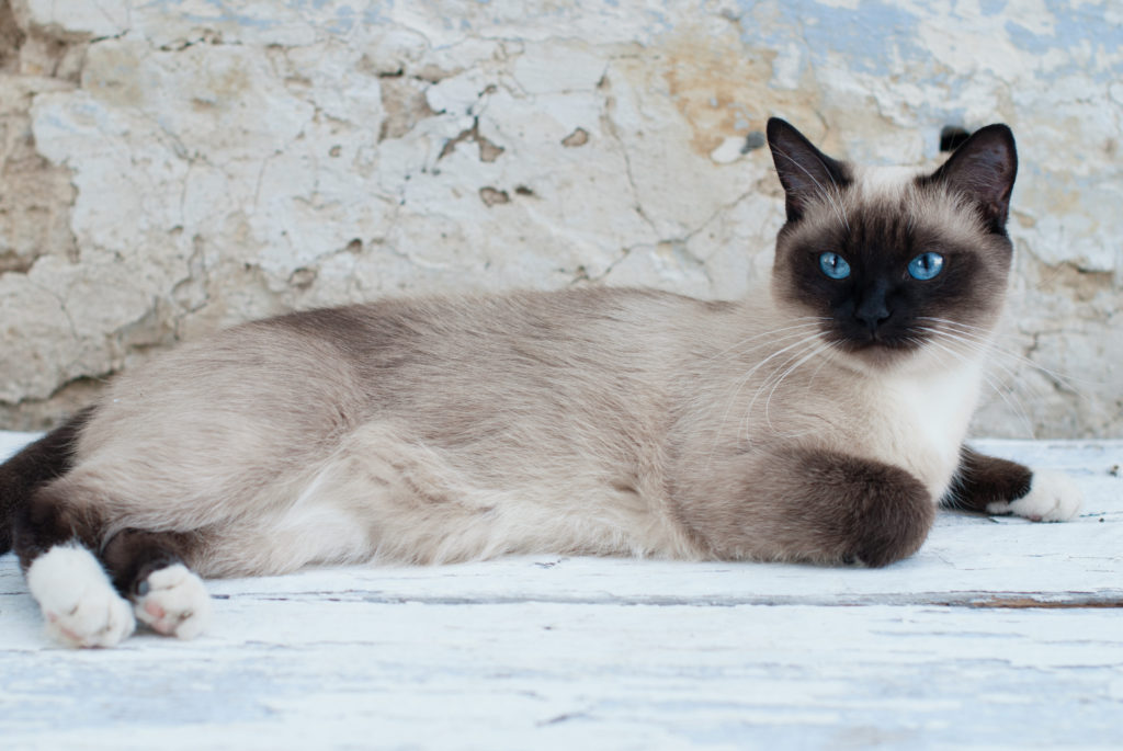 white and grey siamese cat