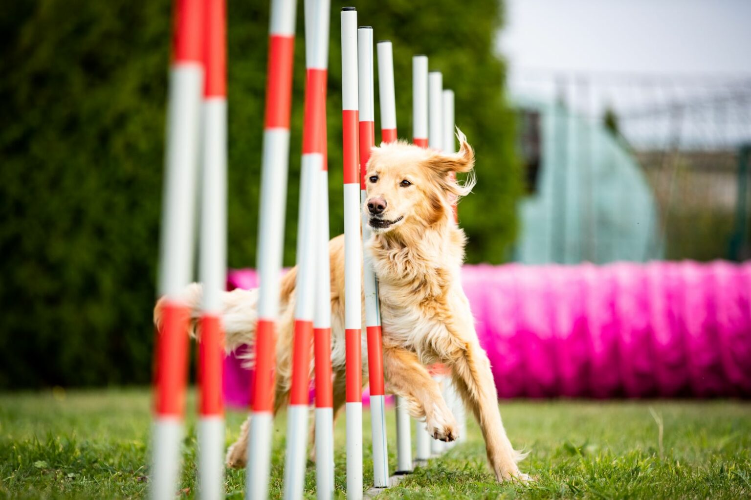 Dog doing agility training
