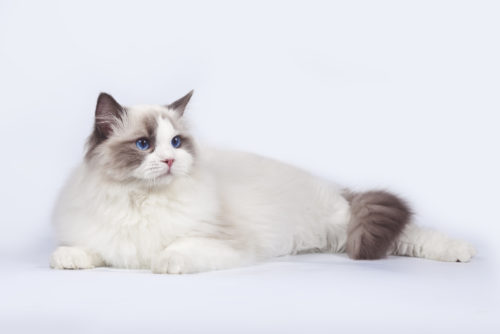 Ragdoll: appearance, character, price | zooplus Magazine