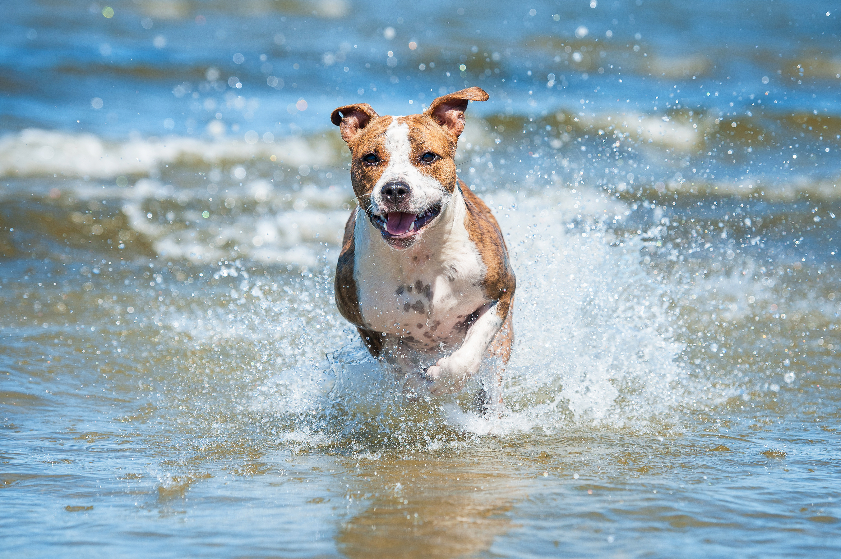 dog runs in sea