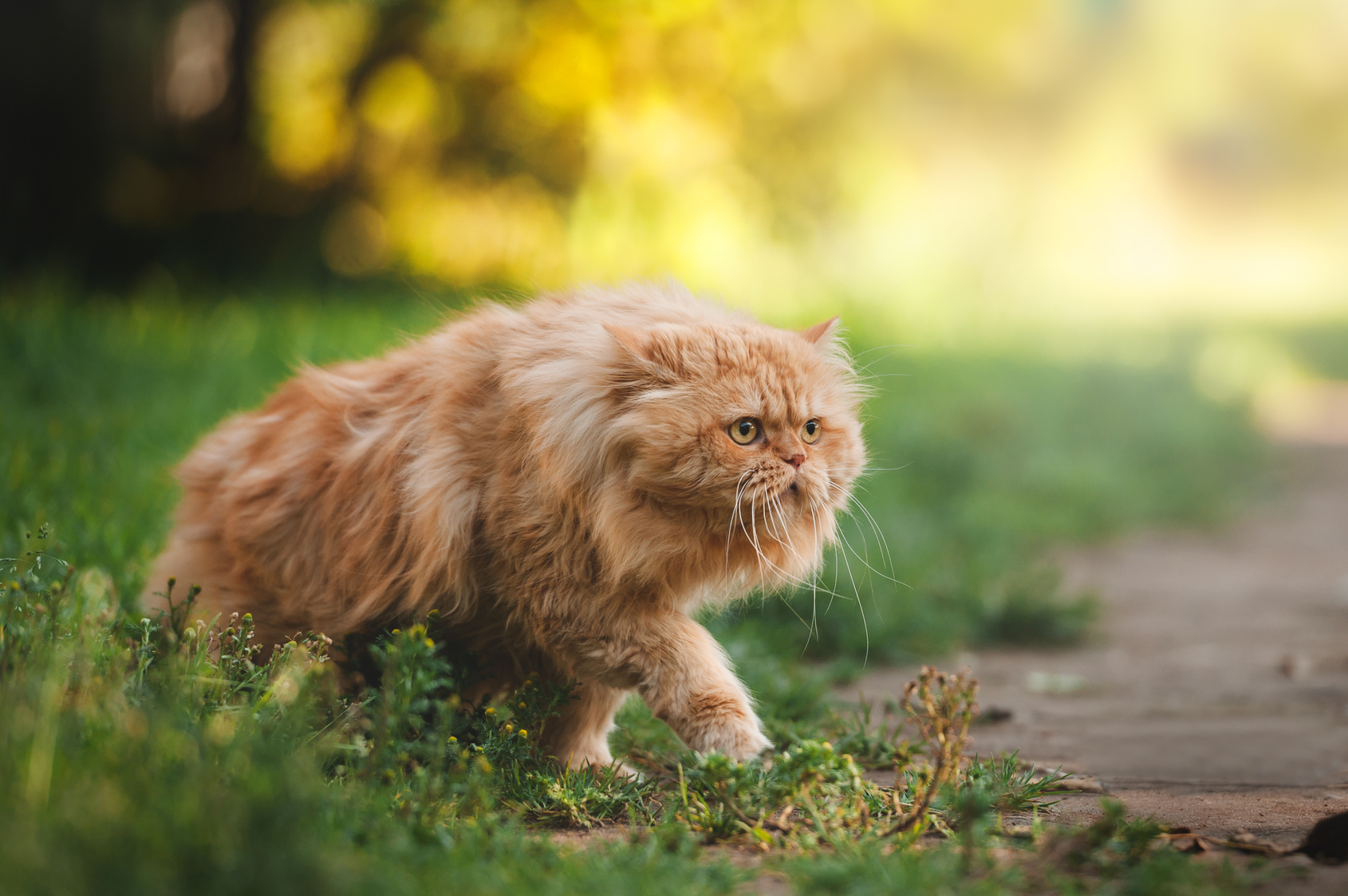 Ginger persian cat exploring