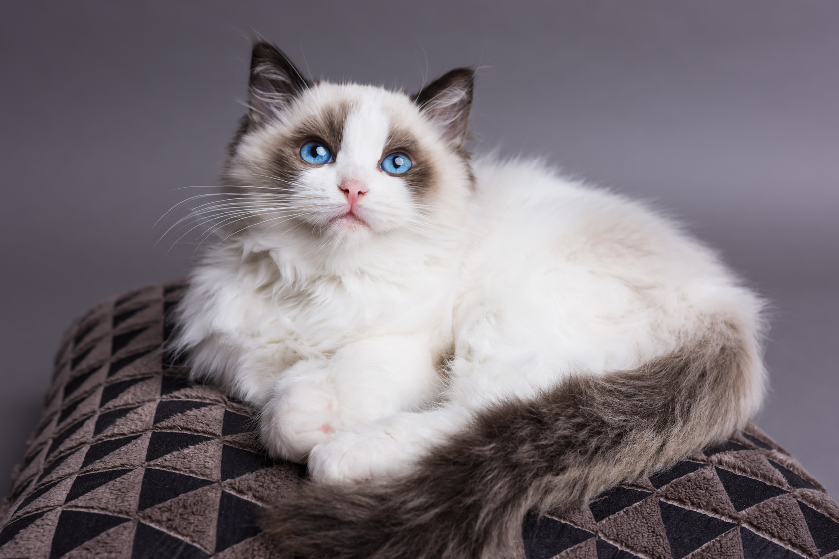 Ragdoll kitten beautiful blue eyes