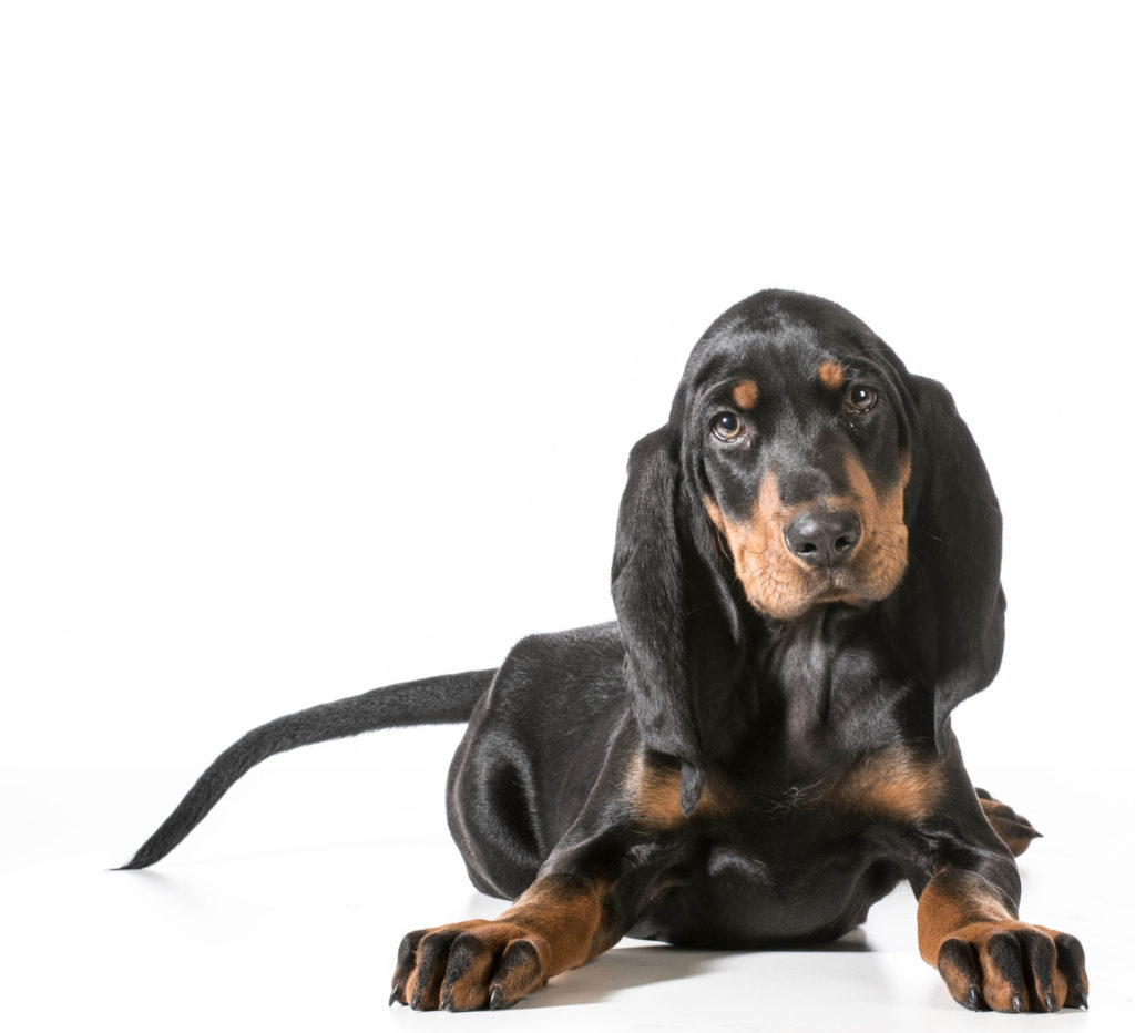 do black and tan coonhounds make good pets