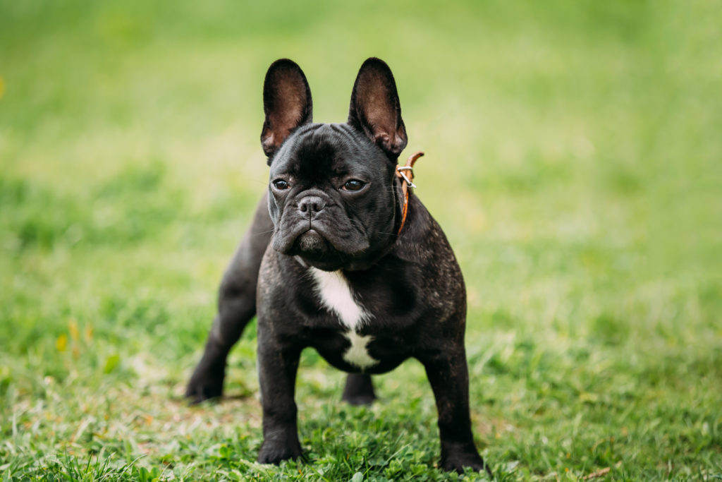 73+ Can I Feed My French Bulldog Puppy Raw Meat Image - Bleumoonproductions