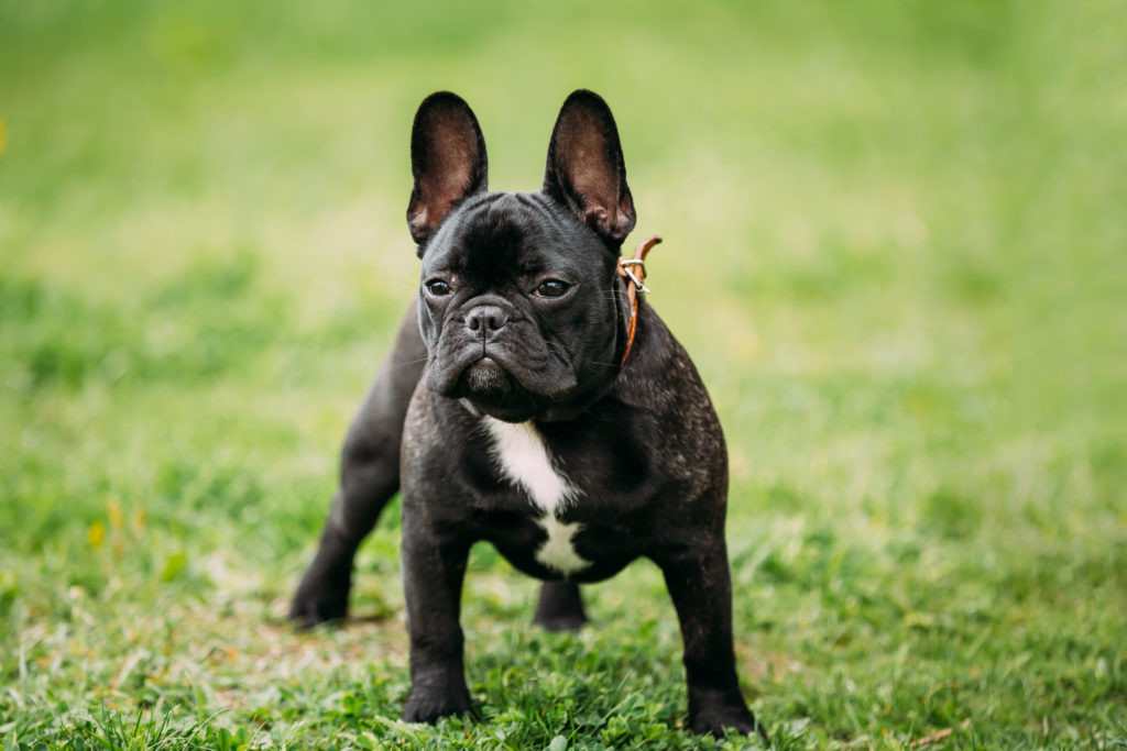 73 Can I Feed My French Bulldog Puppy Raw Meat Image Bleumoonproductions