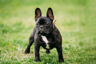 French Bulldog | zooplus Magazine