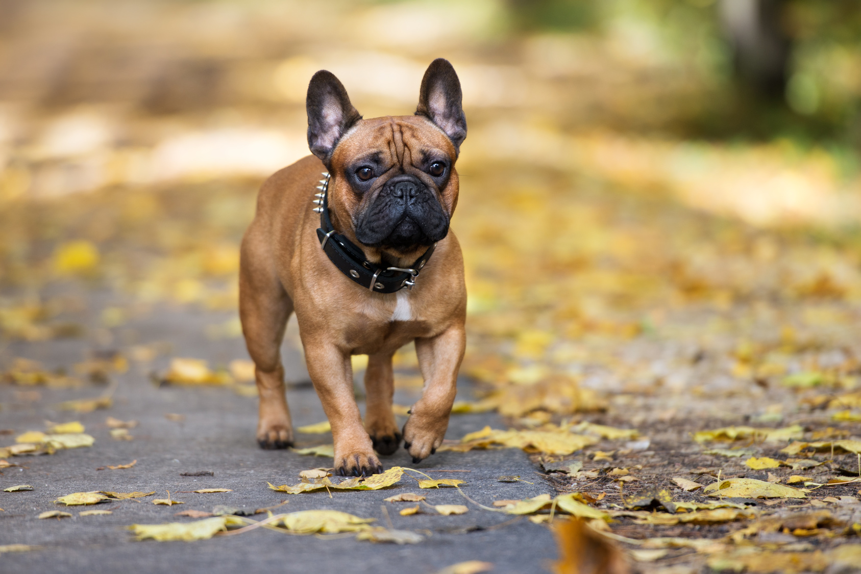french bulldog walking in the park in autumn