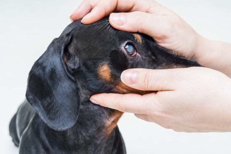 Black Dachshund with a cloudy lens, indicating cataracts