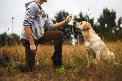 Anti-Hunt Training for Dogs in Five Steps | zooplus Magazine