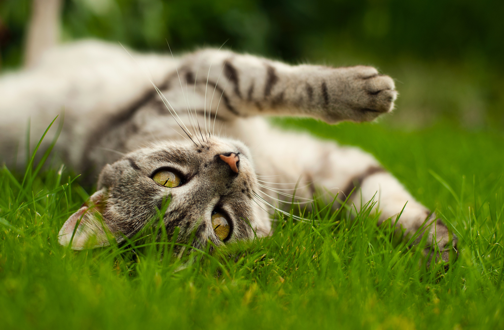 Cat rolling on grass