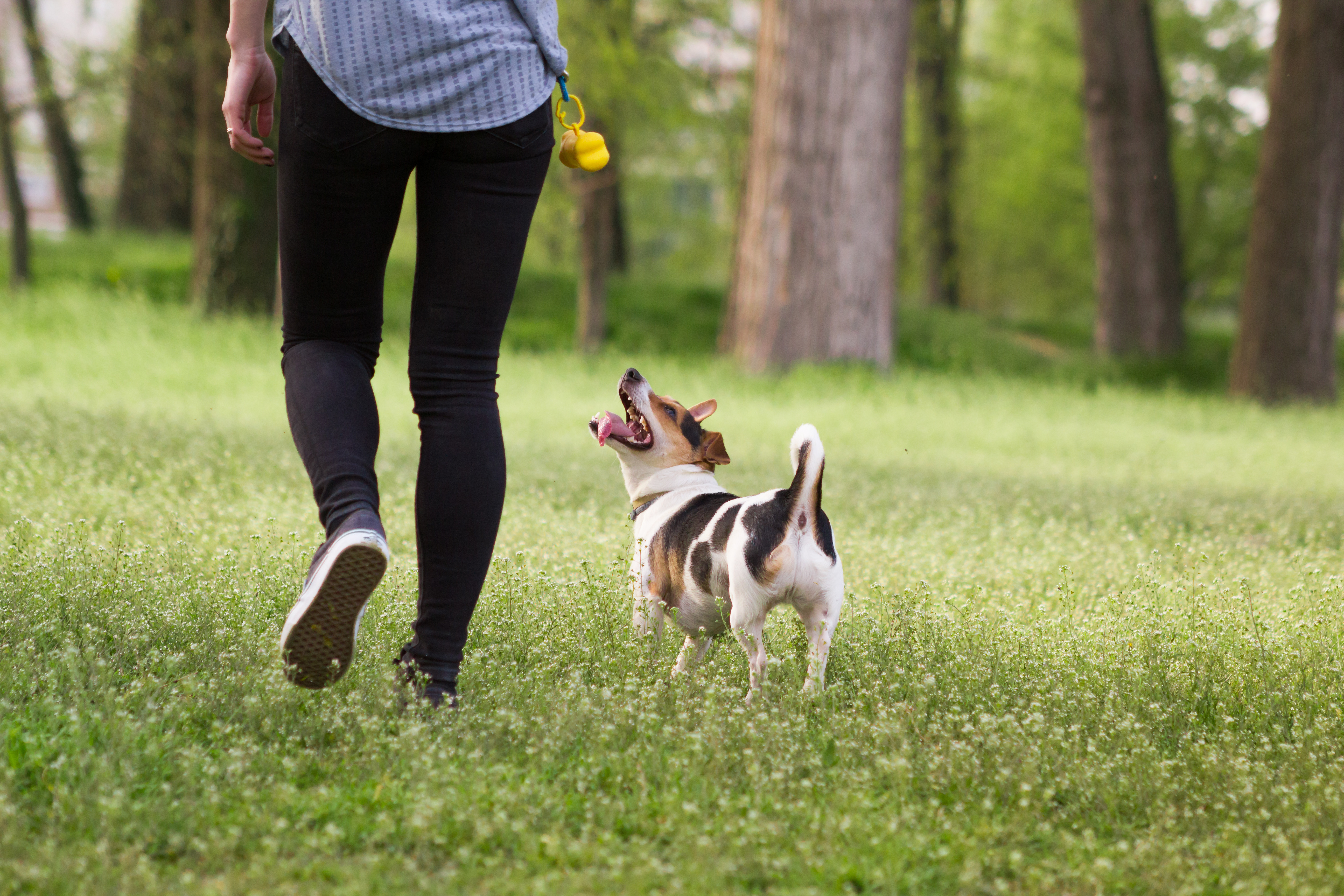 Young woman walking with a dog playing training