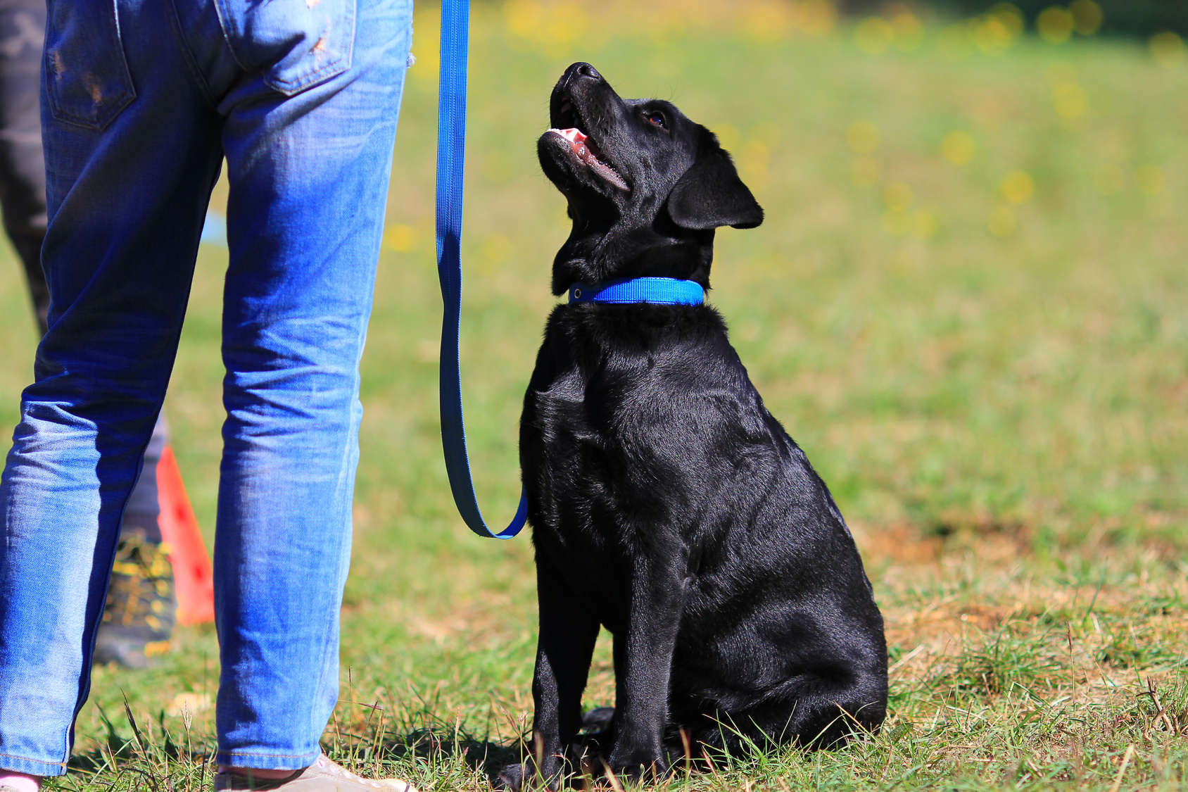 labrador obedience training