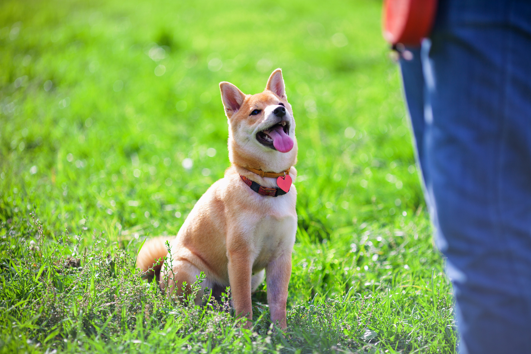 Attentive shiba inu