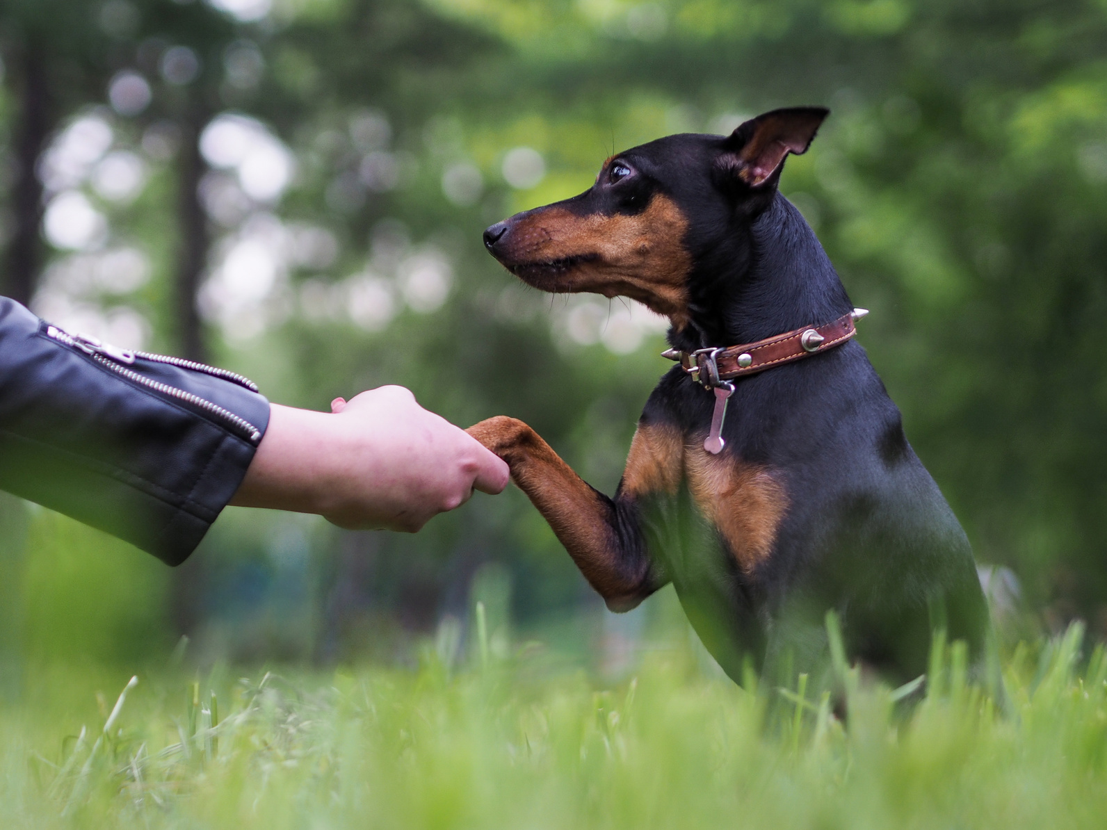 dog giving paw