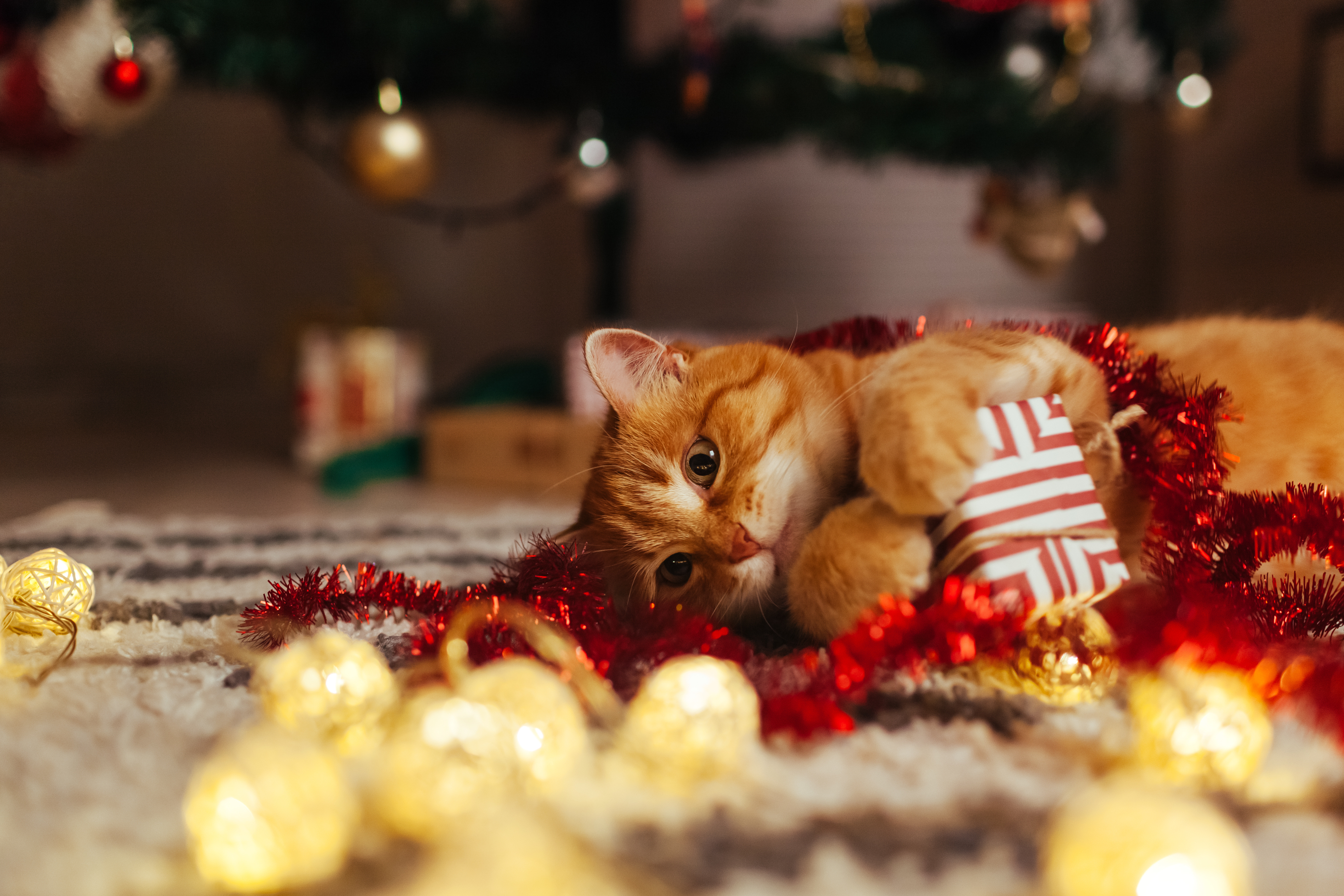 Ginger cat playing with christmas presents