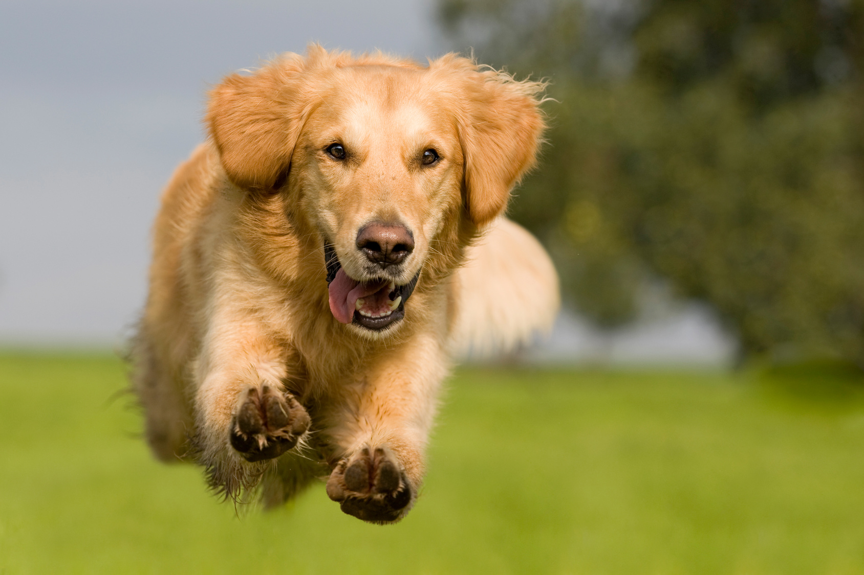 golden retriever jumping