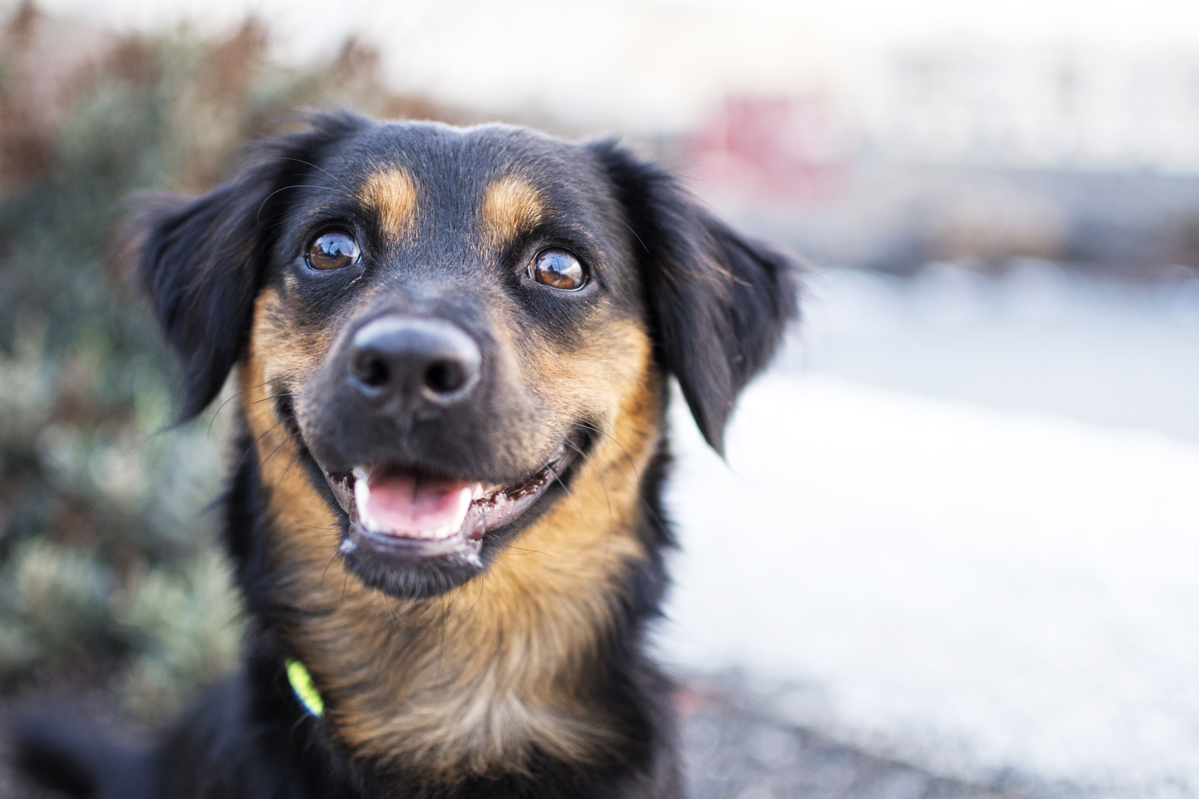 happy dog