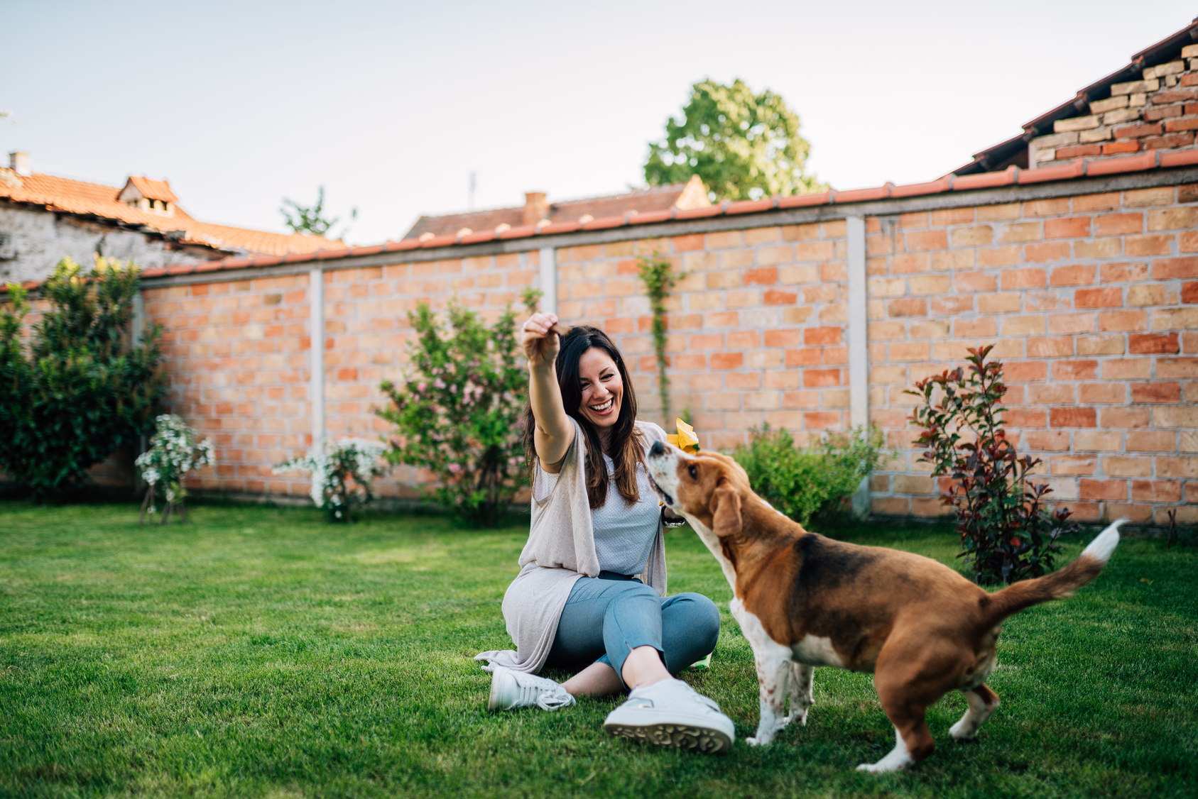 happy playful dog garden