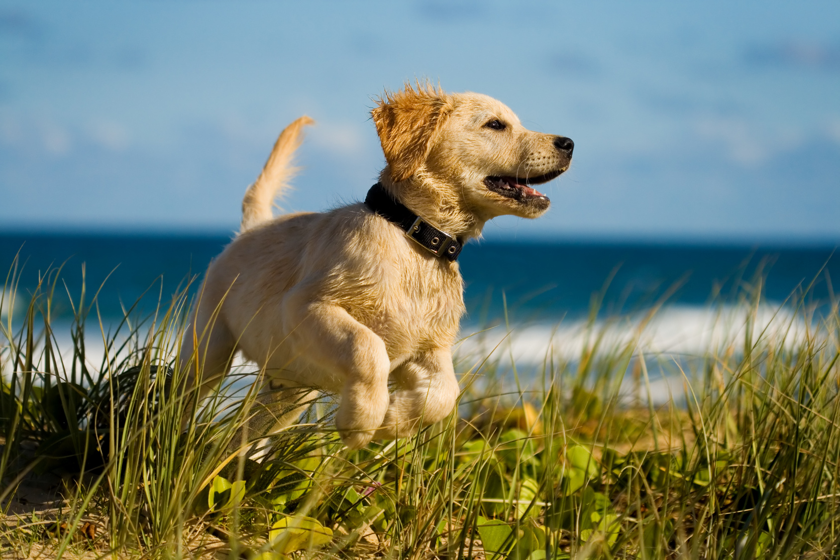 labrador by the sea