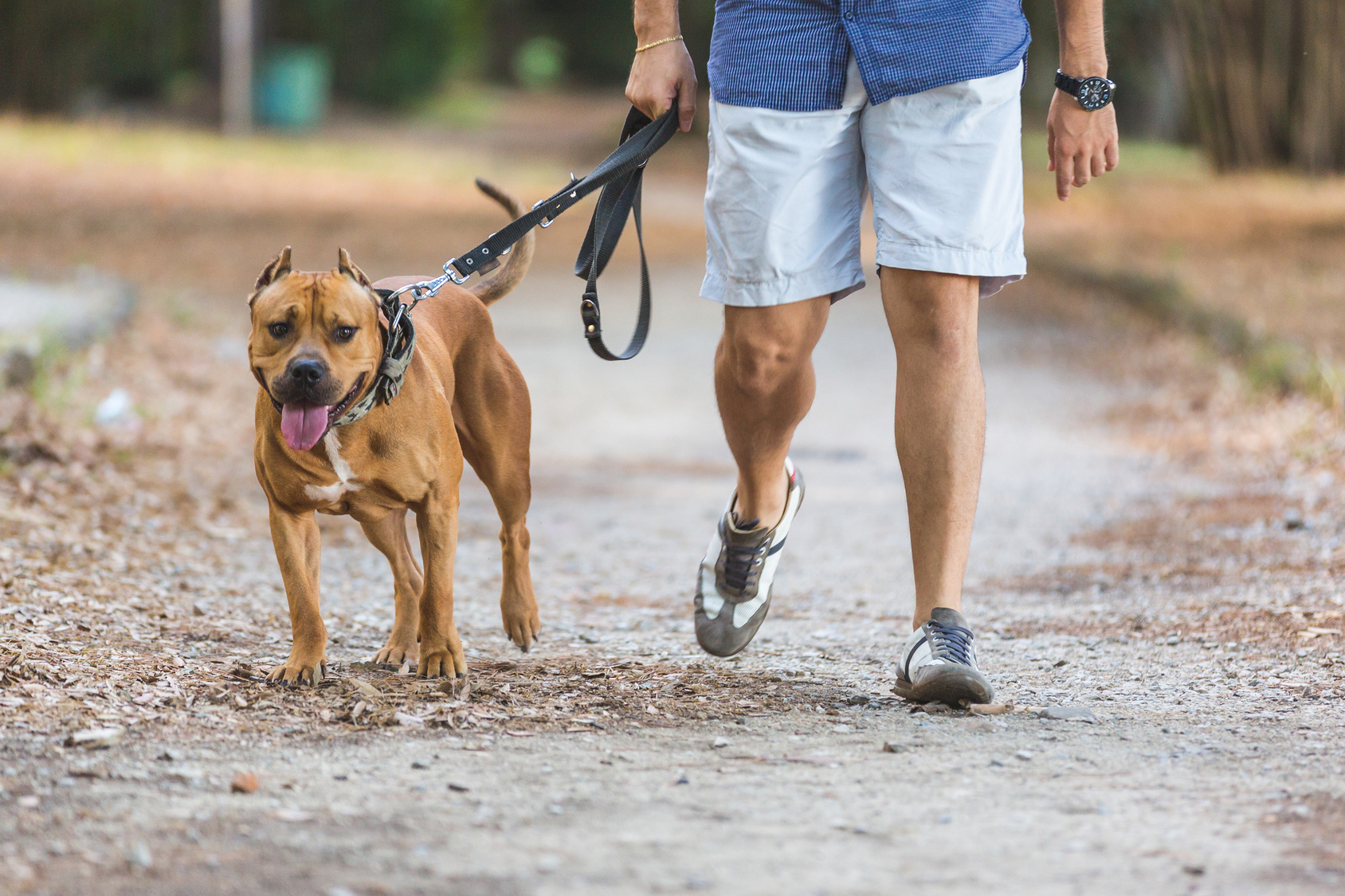 Walkies in the park