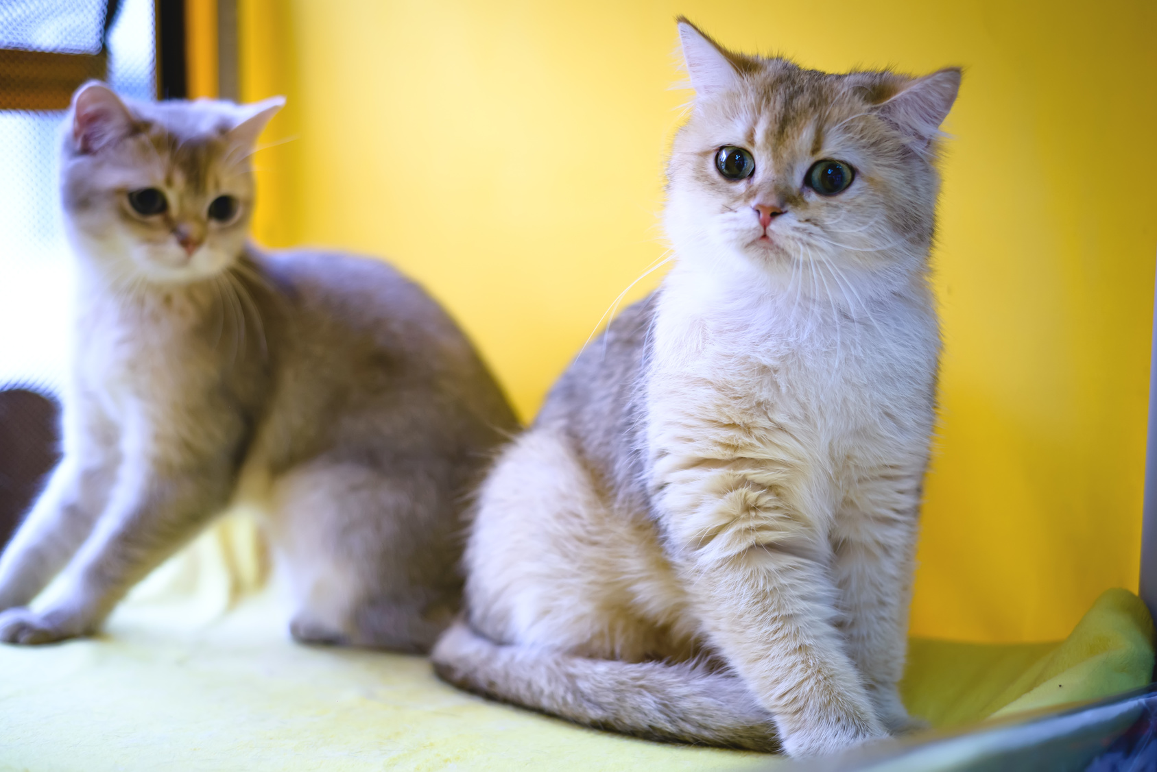2 Burmilla Shorthair Cats sitting