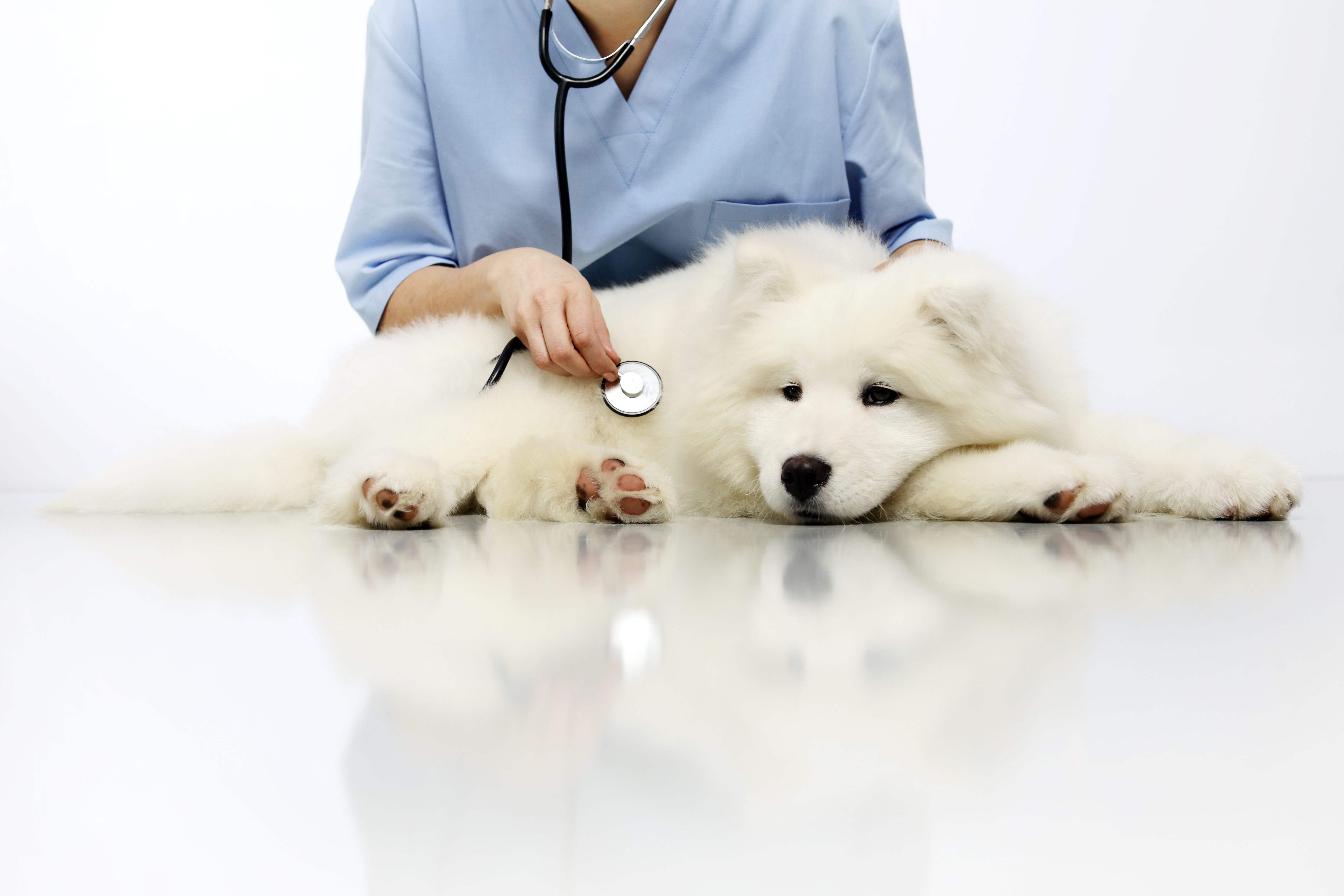 is cystocentesis painful for dogs